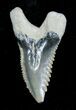 Hemipristis Shark Tooth - NC #4155-1